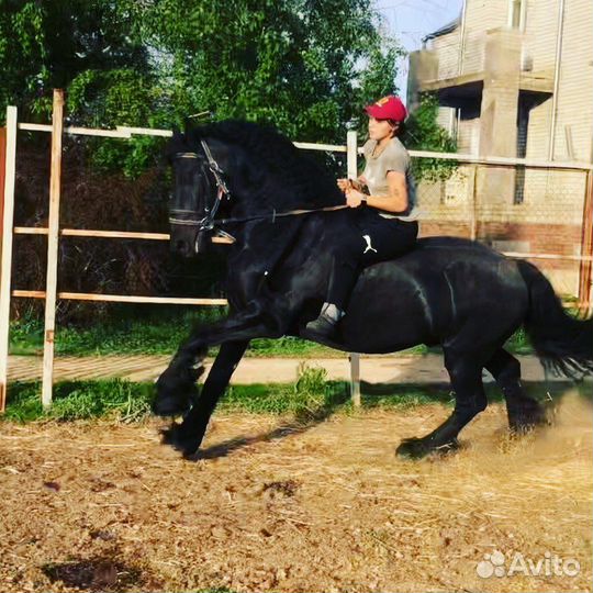 Фризские лошади