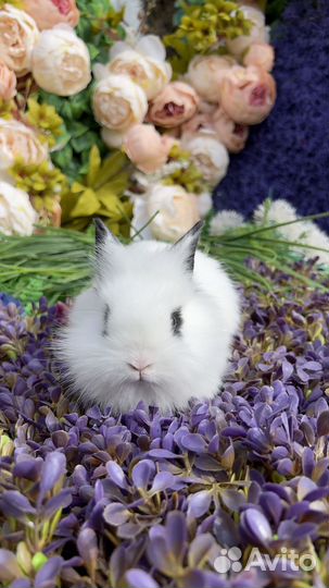 Кролик Львиноголовый карликовый