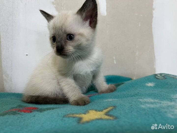Абиссинские котята