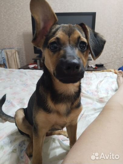 Отдам в добрые руки маленькую собачку