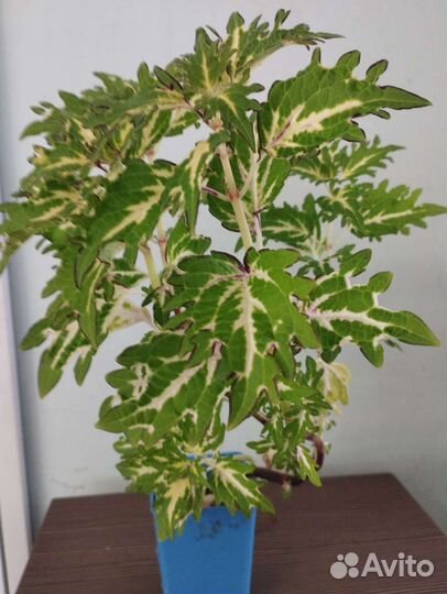 Комнатные цветы