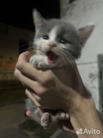 Котенок в добрые руки