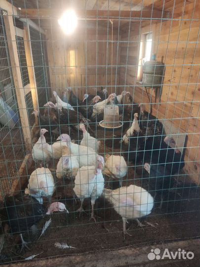 Индюшки, индюки, цесарки