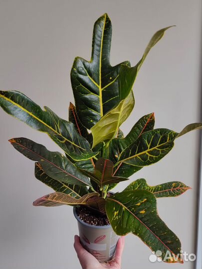 Кротон экселент. Кодиеум
