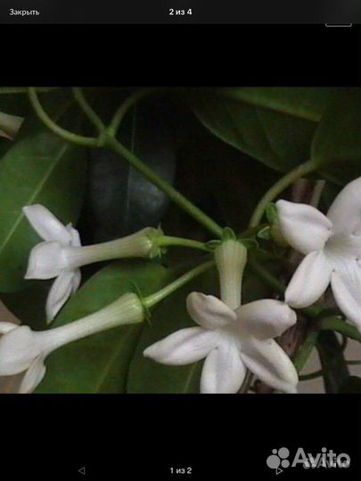 Стефанотис