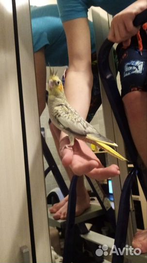 Попугай корелла