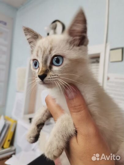 Кошечка в добрые руки