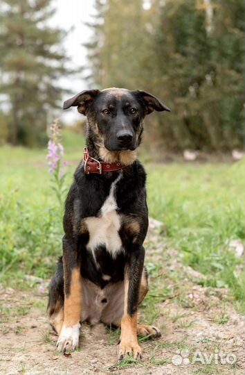 Собака в добрые руки