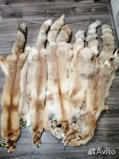 Лисья шкура