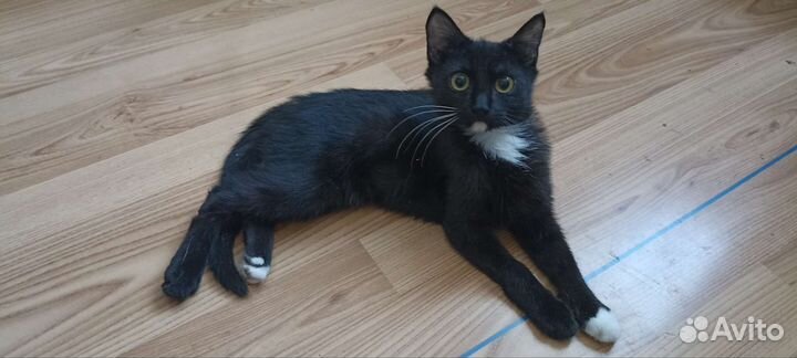 Котенок девочка в добрые руки