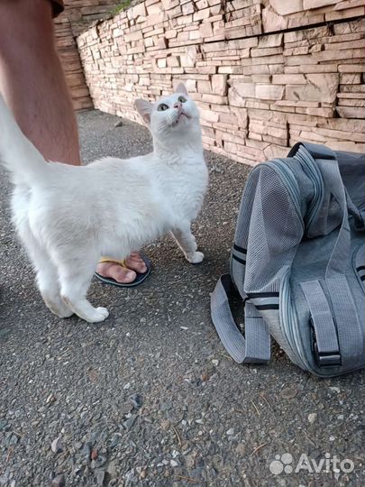 Белая кошечка