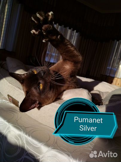 Котик бурмы