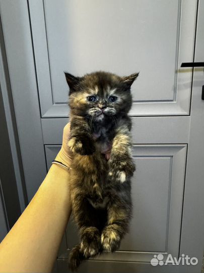 Котята в добрые руки мешанные с британцем