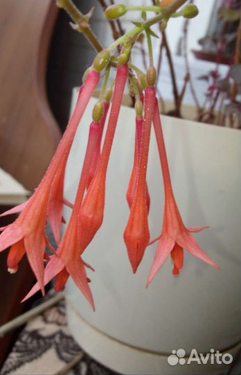 Фуксии, Монстера деликатесная, Спатифиллум