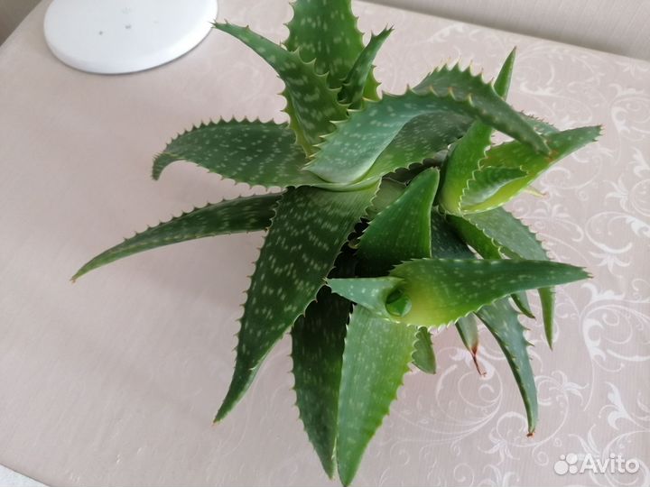 Цветок алоэ