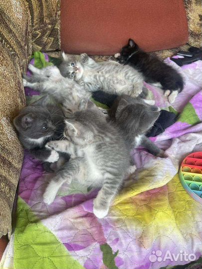 Сибирские котята