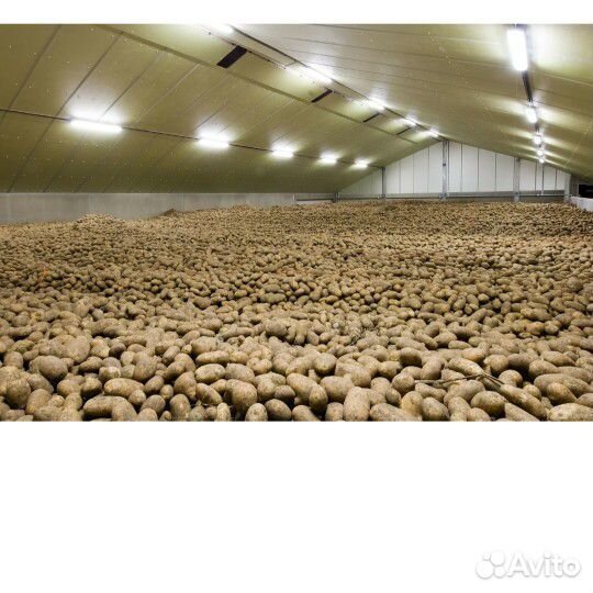 Картофель от производитель оптом И В розницу