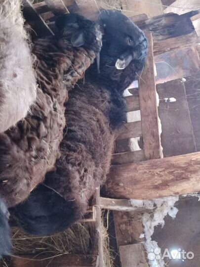 Племенные бараны