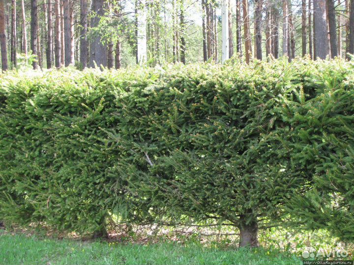 Ель Живая изгородь