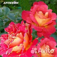 Роза плетистая