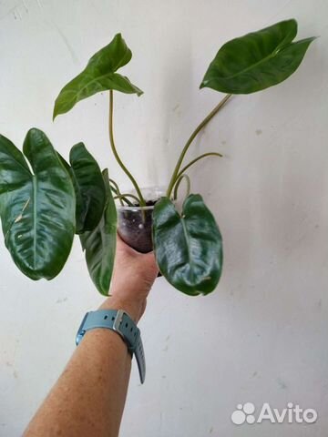 Филодендрон Бурле Маркс