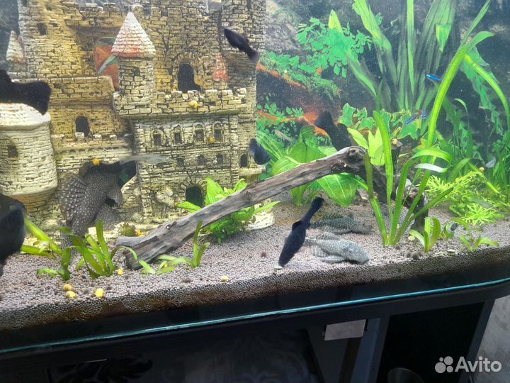 Сомики анциструсы