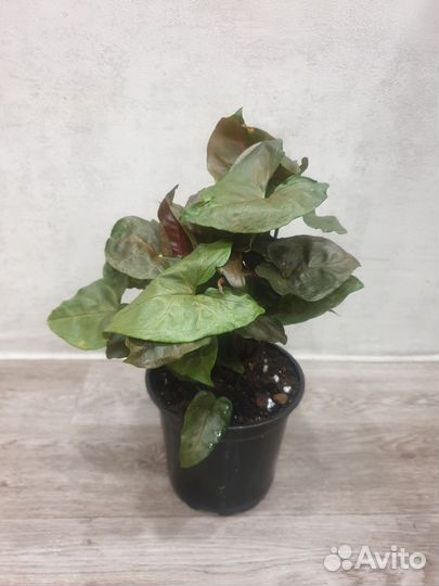 Сингониум Броканте