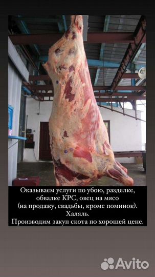 Убой скота крс