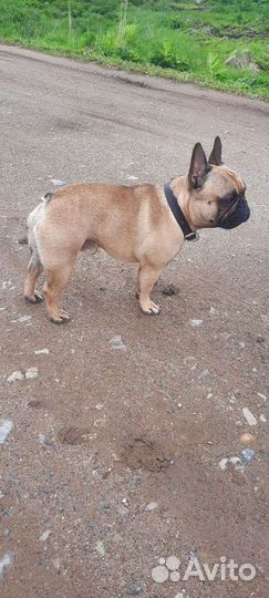 Собаки бесплатно