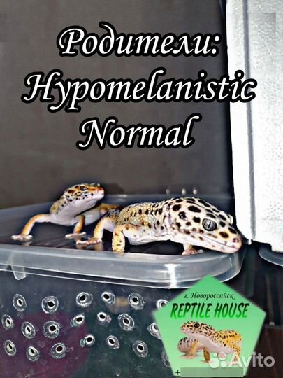 Эублефары малыши