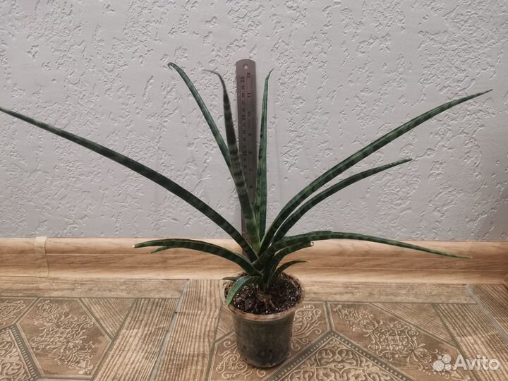 Сансевиерия фернвуд панк