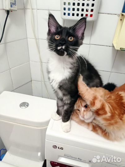 Котята мейн-кун