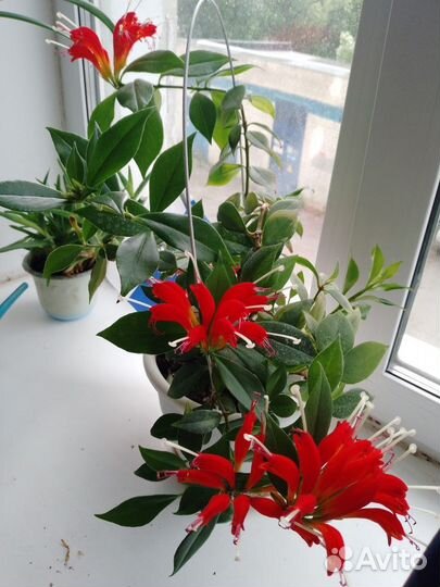 Эсхинантус жар птица