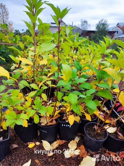 Гортензии метельчатые