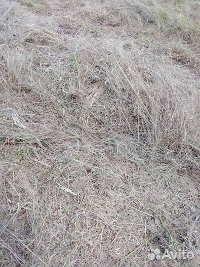 Сено в рулонах 2024