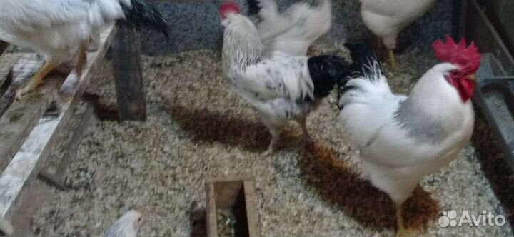 Молодые петухи