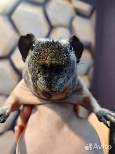 Морская свинка скинни Вязка