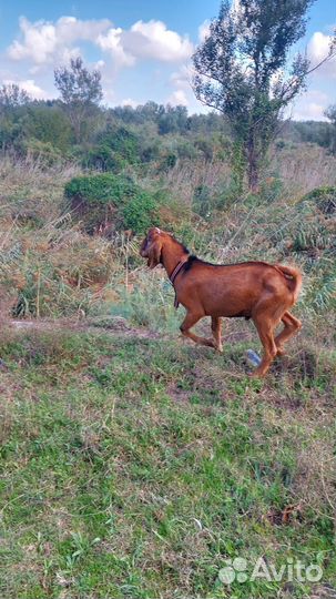 Англо нубийские козы дойные