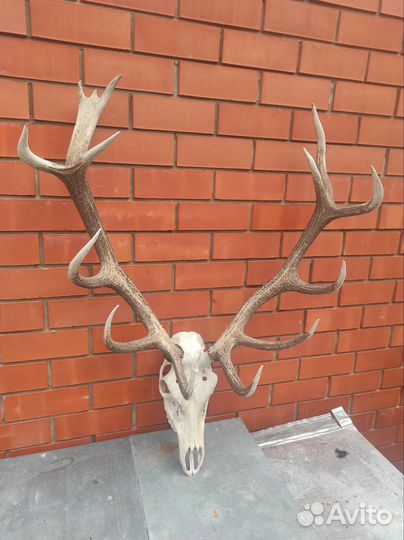 Рога оленя с черепом