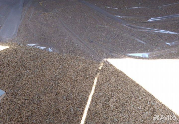 Зерно пшеница ячмень