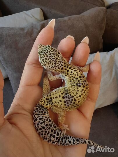 Эублефар продажа