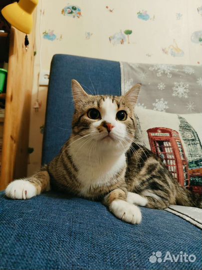 Плюшевый мраморный кот котёнок