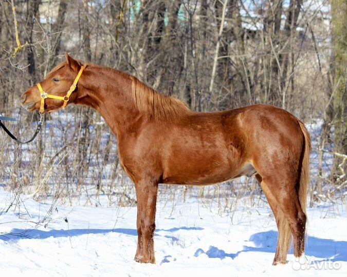 Продажа уэльского пони сектор Б