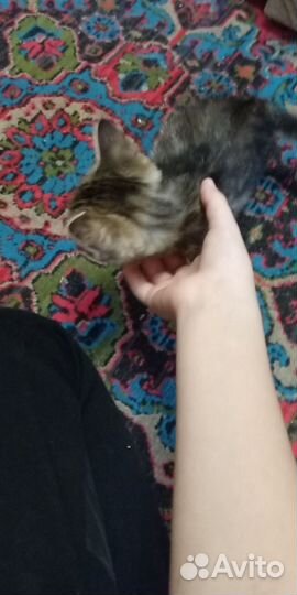 Котята девочки