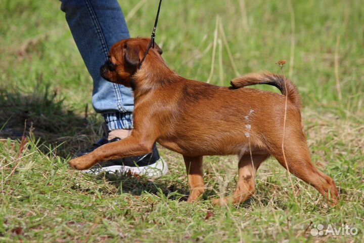 Пти брабансон