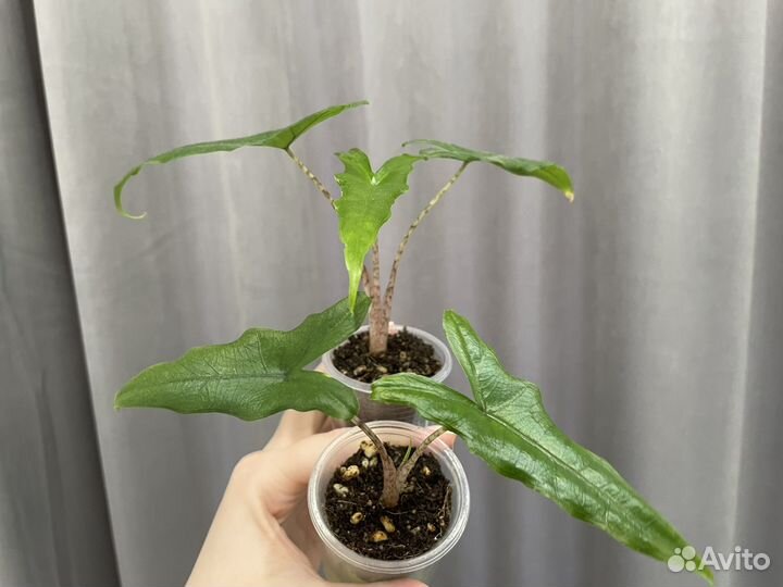 Детки алоказии Сабрина