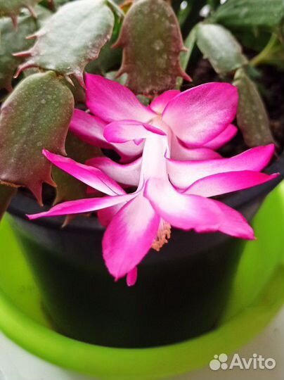 Отводочки декабриста Dark Eva