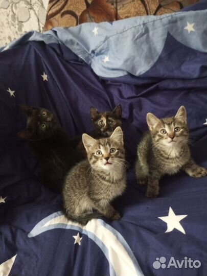 Котята в добрые руки