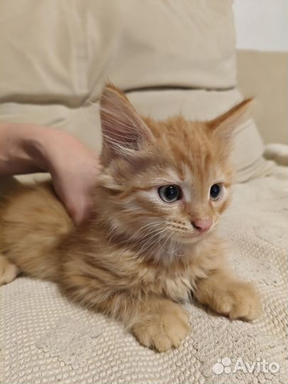 Продам рыжего кота