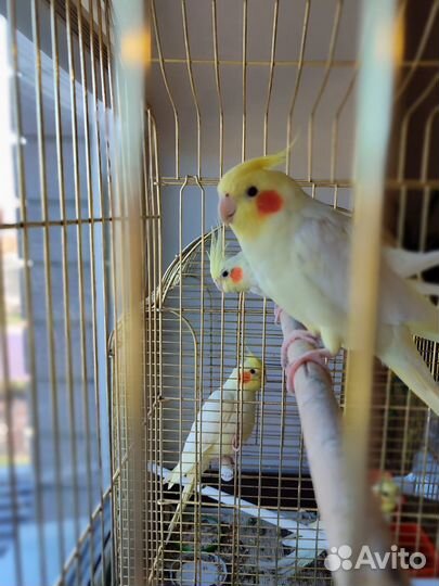 Попугай корелла